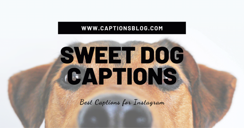 Sweet Dog Captions