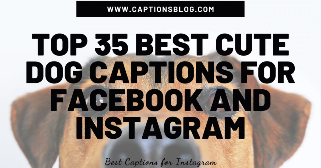 Top 35 Best Cute Dog Captions For Facebook and Instagram